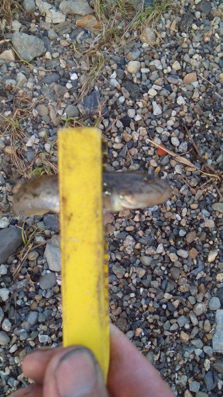 ハゼングからのアジング